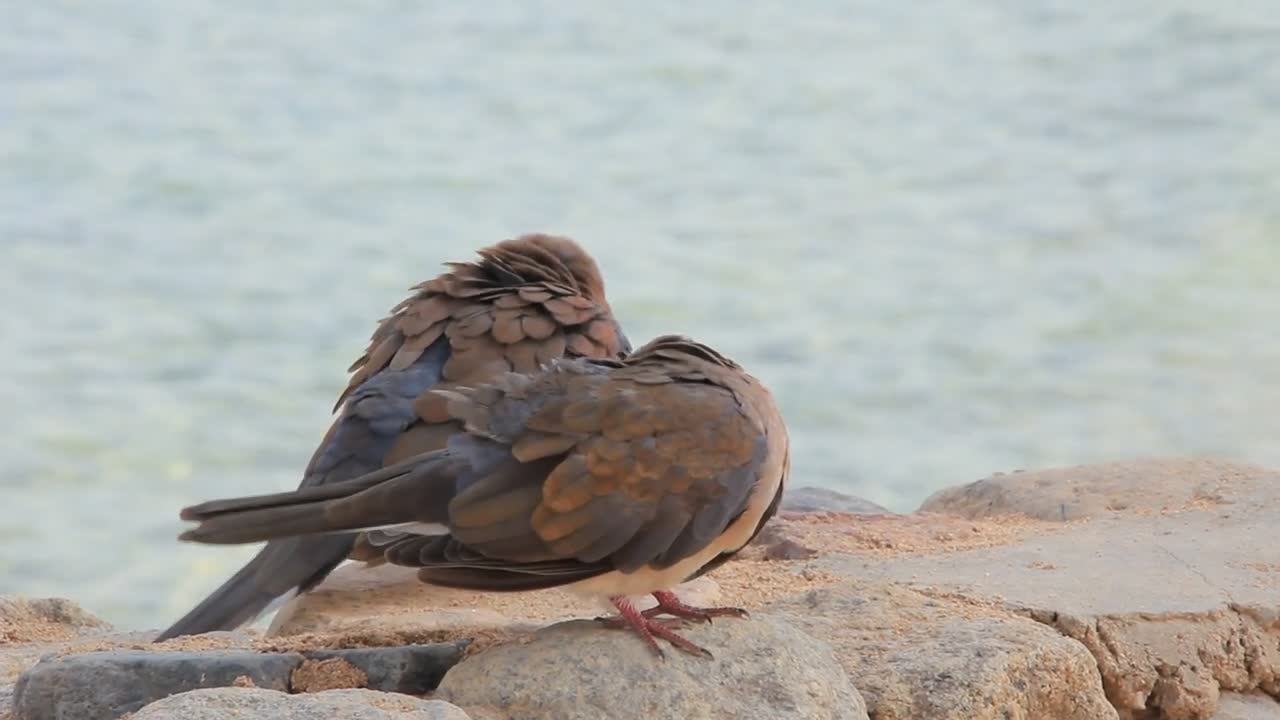 Egyptian pigeons prink