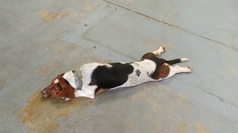 Eleanor the lazy Basset