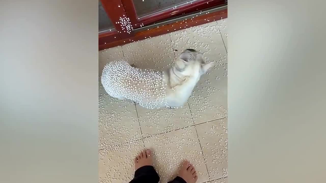 French bulldog covers itself in polystyrene beads after tearing bean bag open and climbing inside