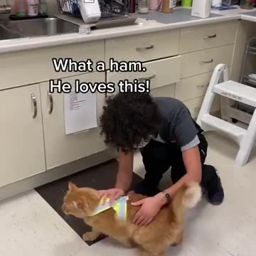 Everyone loves this cat's moves at vet