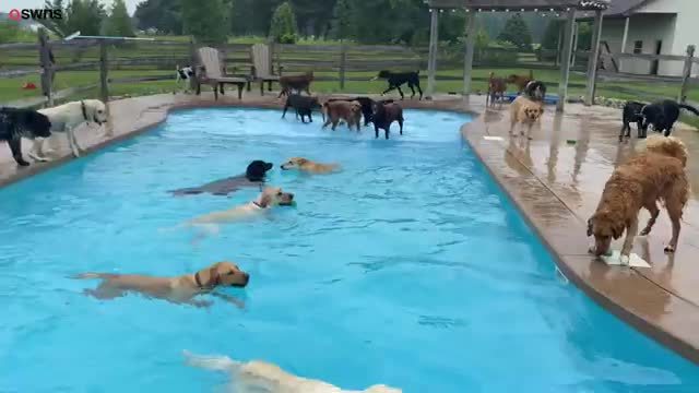 dog training in pool