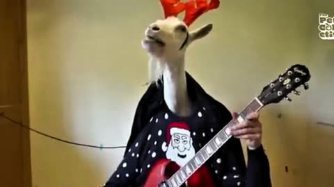 Funny Animals Part 1