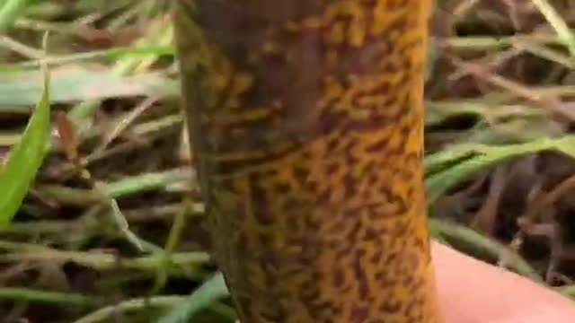 Unique Fishing 🧐 Catching Yellow Monster Eel Fish From Under Deep Mud #14
