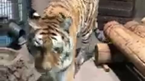 jangle tiger shot video