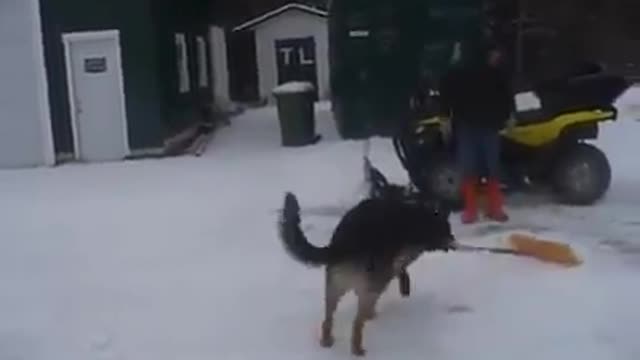 Funny and smart dog 16
