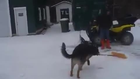 Funny and smart dog 16