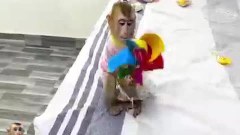 Monkey funy video