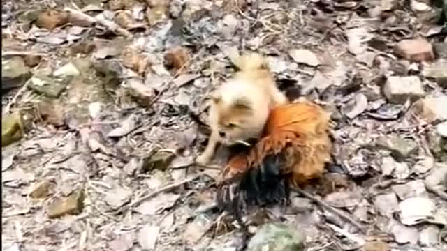 Funny Chicken Vs Dog fight. Control your Laughter