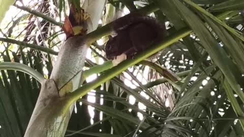 Squirrels in Brazil