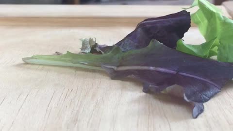 Grey rabbit grabs lettuce leafs off wood table