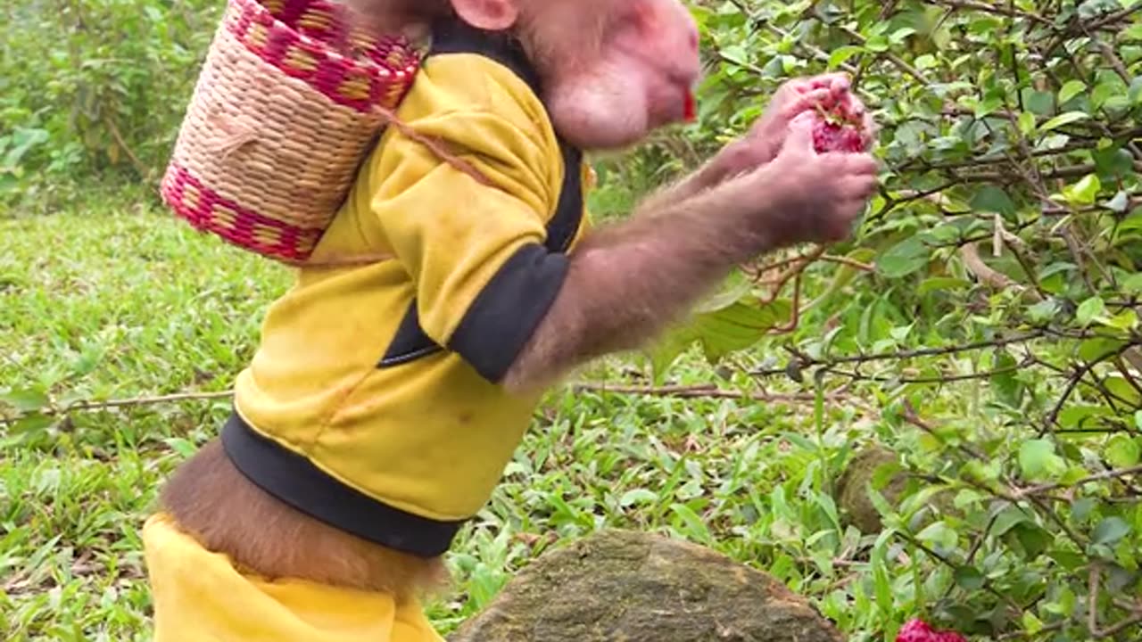 Baby monkey eating 🍓 🍓 🍓 🍓 🍓 🍓 🍓