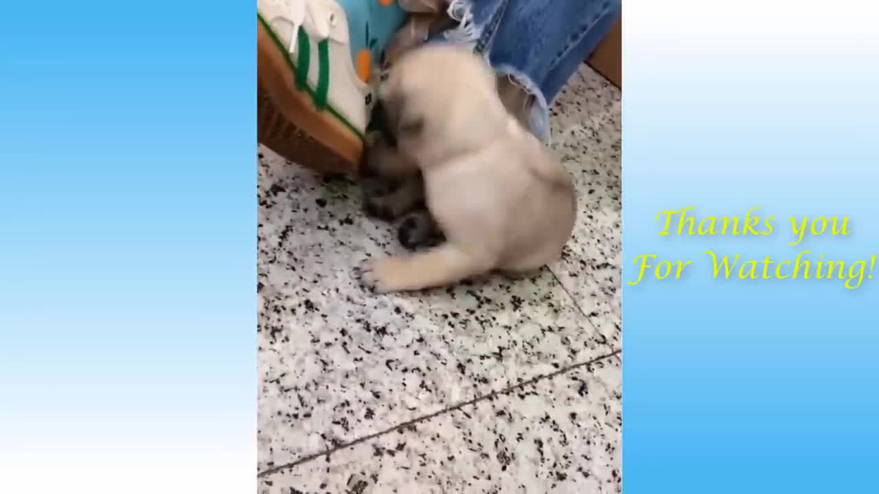 Cute cat and dogs And Funny Video