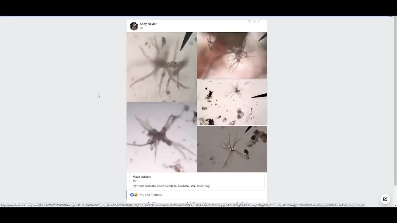 Hydra Found In Snow And Rain