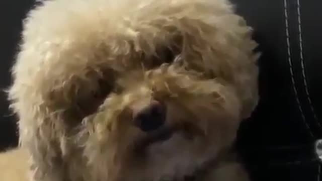 Cute dog reaction - Baby Poodle Dog, Cutest Animal Ever