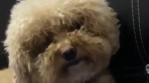 Cute dog reaction - Baby Poodle Dog, Cutest Animal Ever