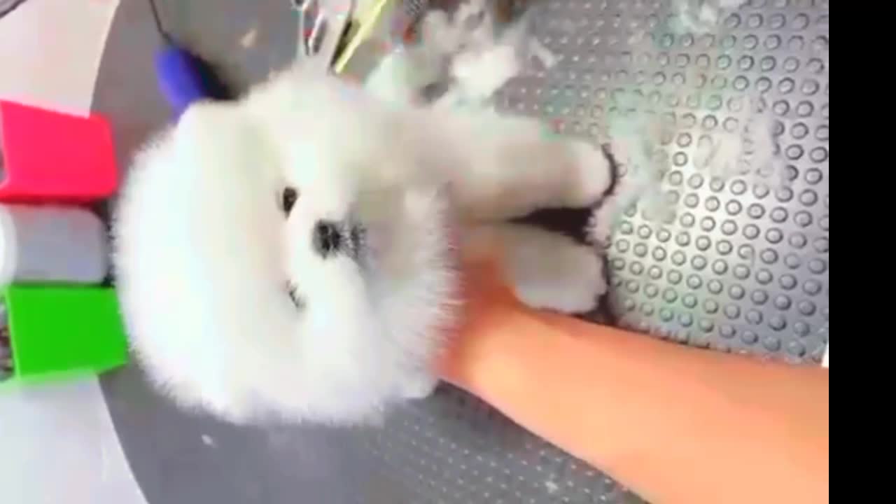 Dog hair cutting