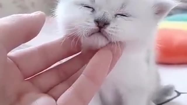 Cute little cat