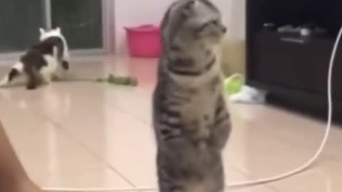 Cat that understand human language Pt.2