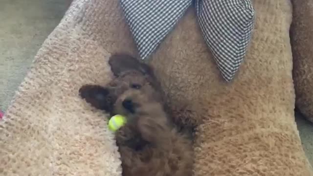 Cute dog on back plays with tennis ball in teddy bear lap