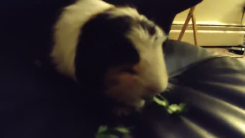 GUINEA PIG SITS ON HIS THRONE