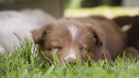 A cute little puppy falls asleep on grass - closeup