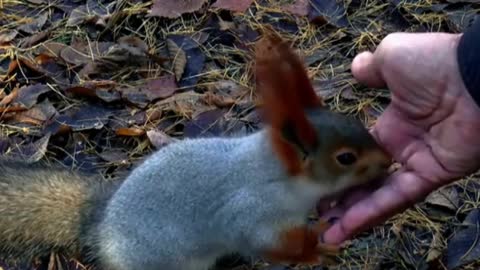 BEST AND FUNNIEST SQUIRREL VIDEOS