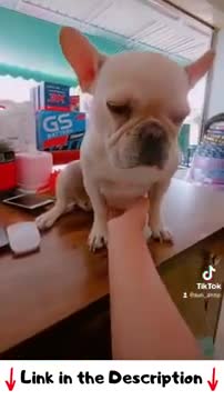 Needy French Bulldog tries to get attention from the owner #shorts