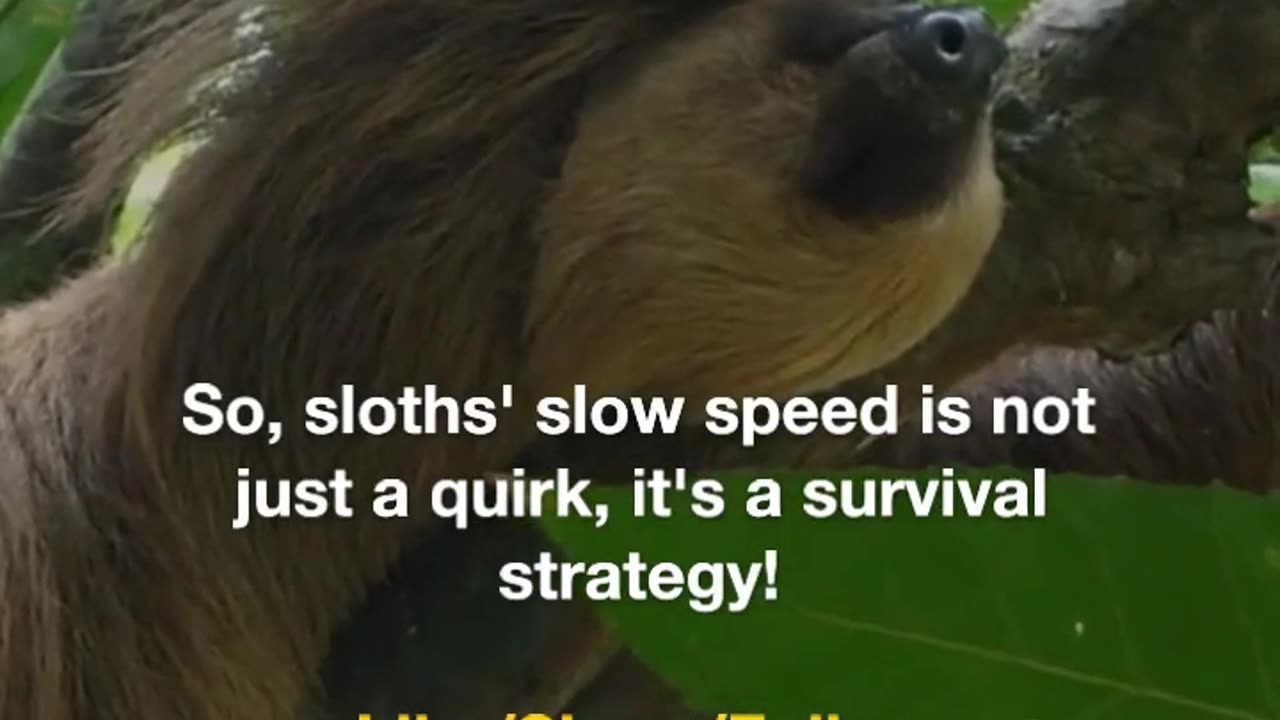 Sloths