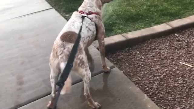 Lexie and the sprinkler