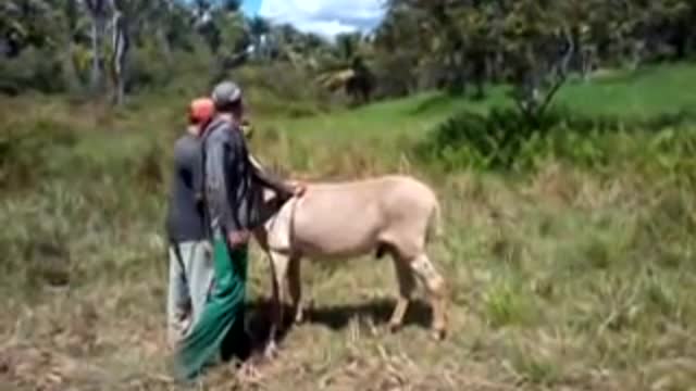 donkey jumps without stopping