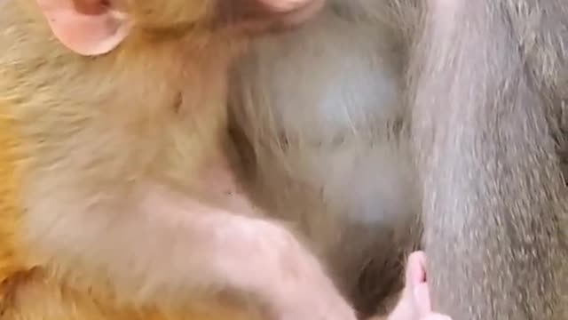 Cute and funny moment of monkey baby suckling on his mother