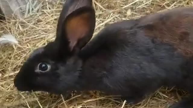 Amanda Grace Talks..WELCOME NEWBIES! CALI THE BUNNY AND MATTHIAS THE COCHIN ROOSTER!