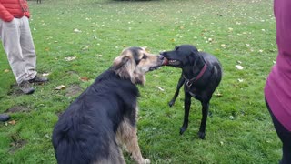 Ultimate dog tug-of-war