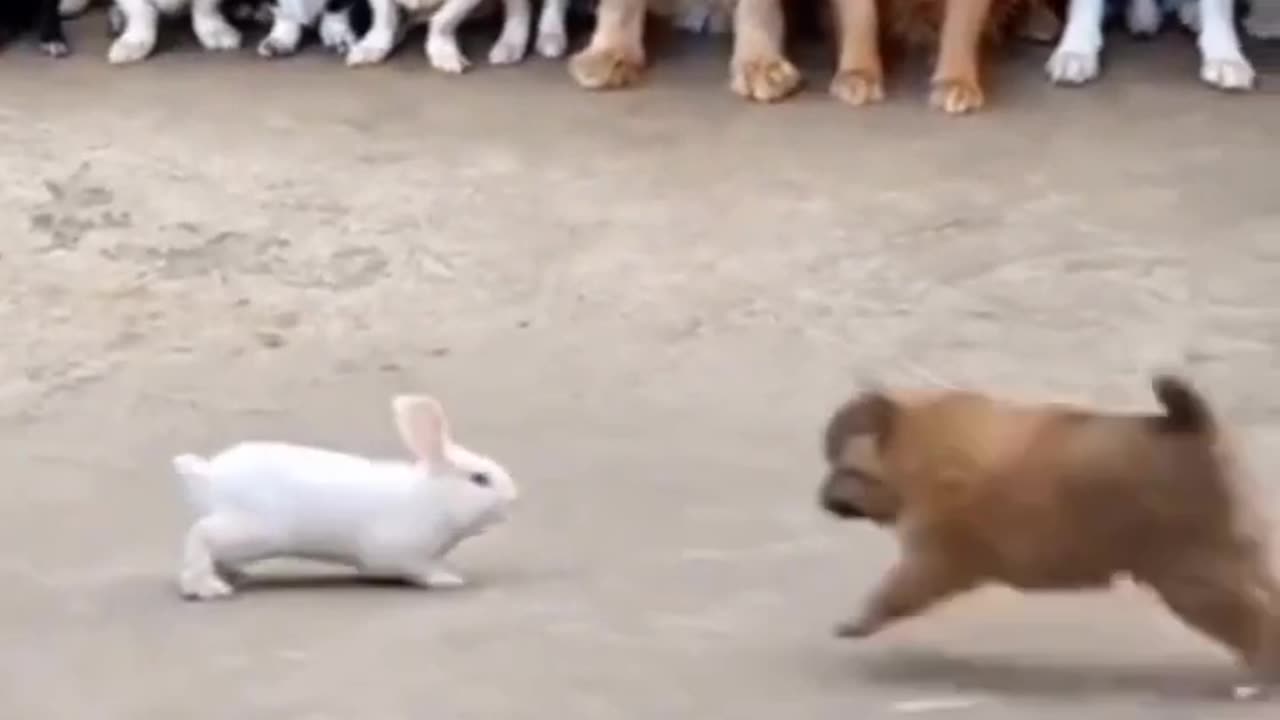 Puppy and rabbit funny video