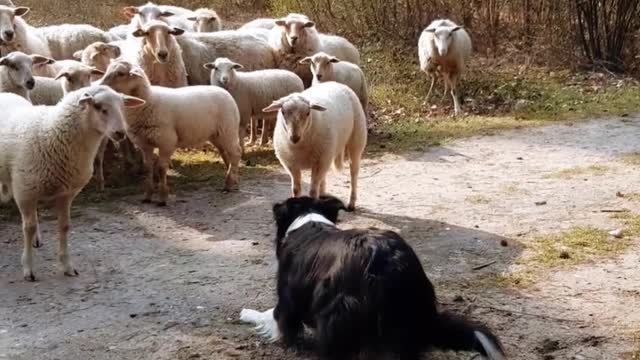 Stubborn Lamb Challenges Sheep Dog