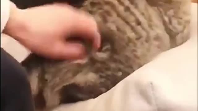 Cats are so funny PART 330 FUNNY CAT VIDEOS TIK TOK #Shorts