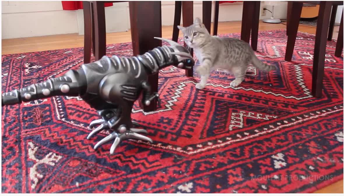 Robot dinosaur interaction with the Cats
