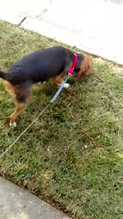 Sniffing out a rabbit. The Beagle Way.