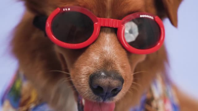Lonely dog in style