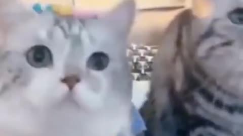 Funny cat