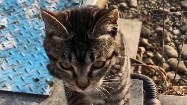 Prank with a cute street cat (cat punch)