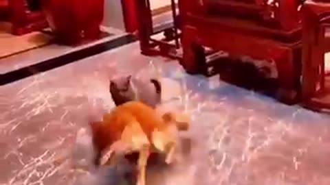 animal funny video