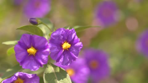 Purple flowers moving with the wind