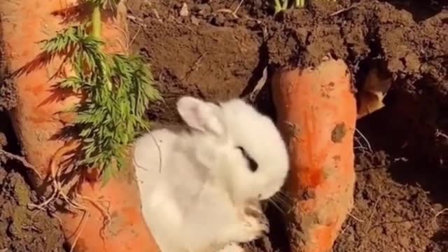 The small white rabbit