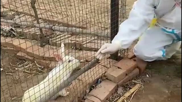 20220530 「智傷」大國的防疫！