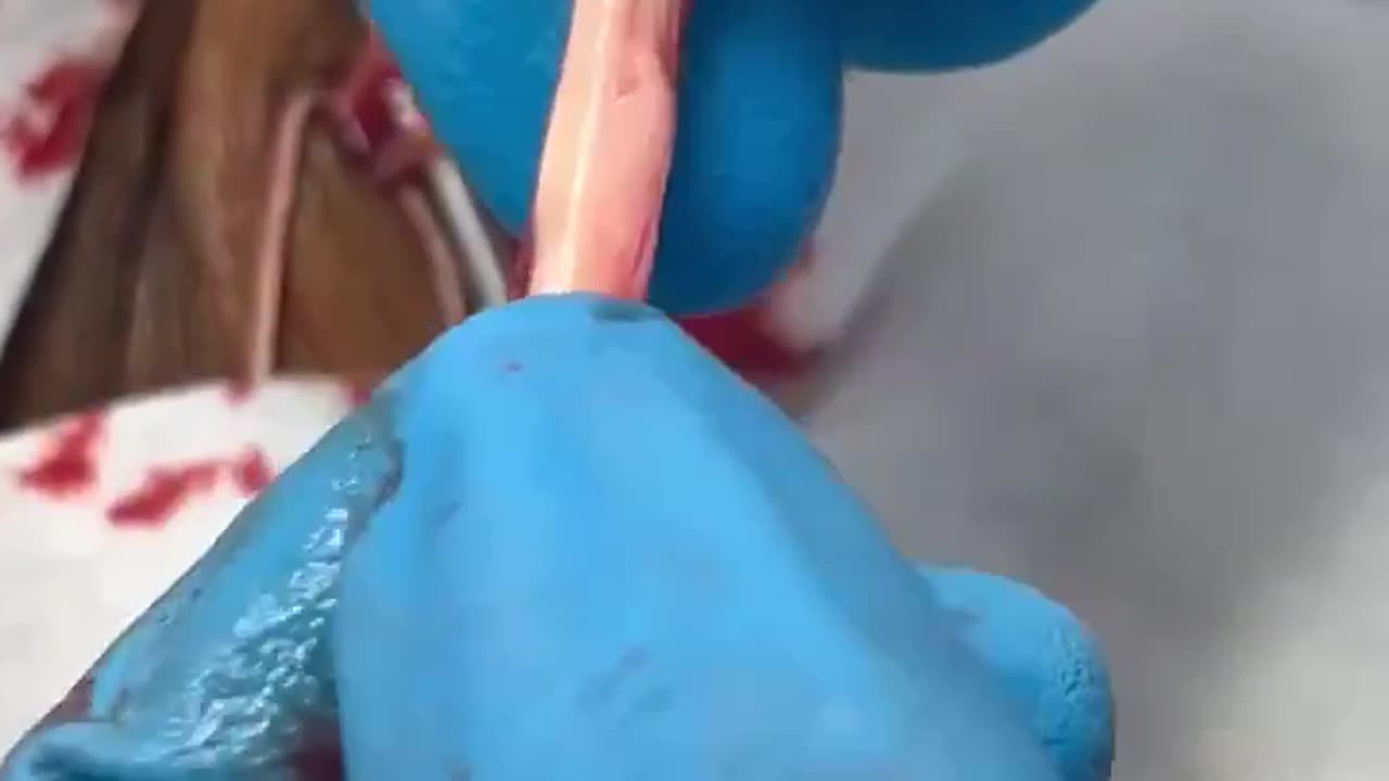 WARNING: viewer discretion advice.