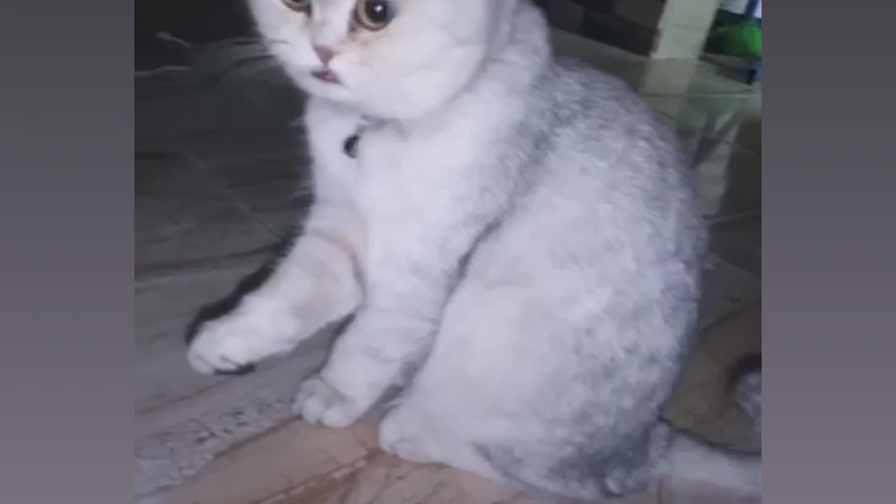 Cute cat funny video