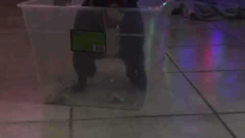 Small black bull dog is stuck in plastic container, jumps out