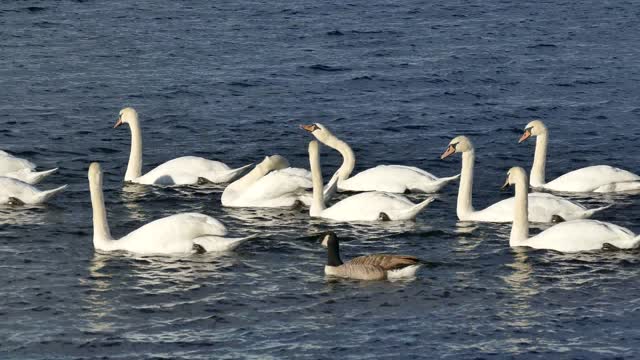 Lovely bird 😍😍 swans