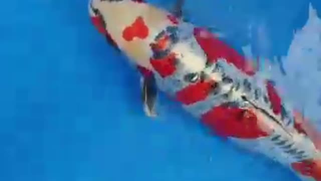 Beny kikokuriyu fish koi